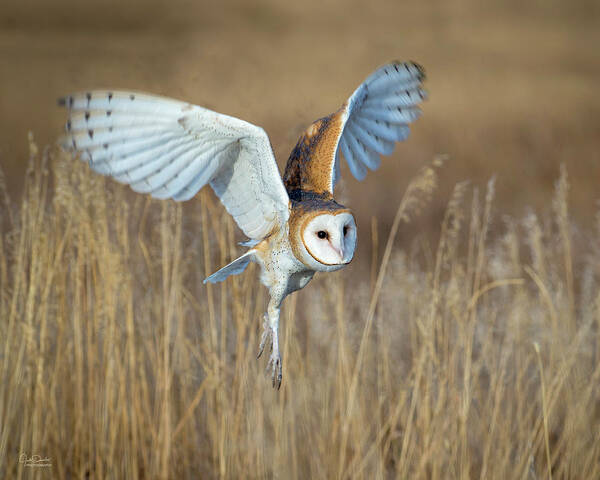 Barn Owl Poster featuring the photograph Barn Owl in Grass by Judi Dressler