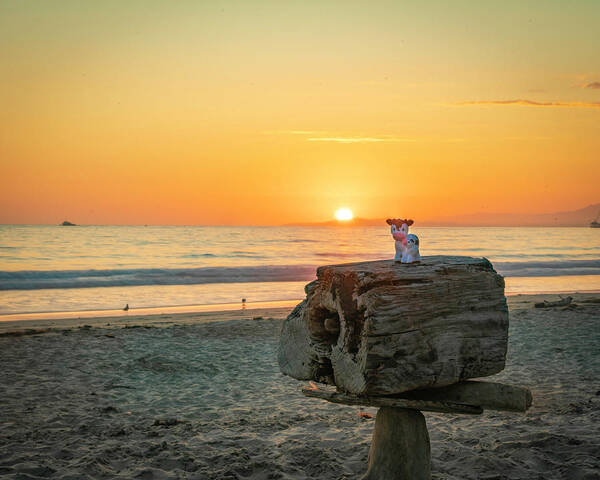 Sunset Poster featuring the photograph Beach Sunset with Cows by Lindsay Thomson