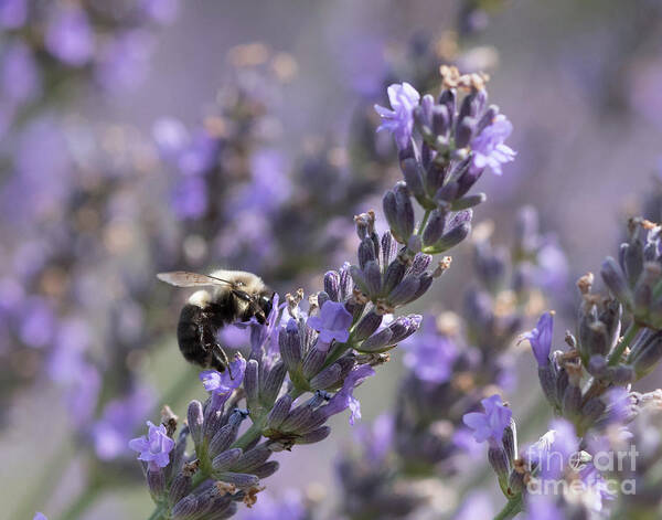 Bee Poster featuring the photograph Bumblebee on Lavender III by Lorraine Cosgrove