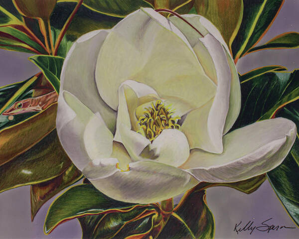 Magnolia Poster featuring the drawing Behind the Magnolia by Kelly Speros