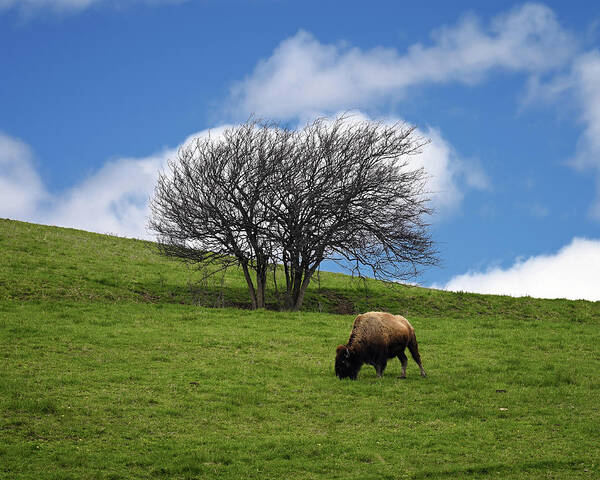Bison Poster featuring the photograph Bison Tree by Steven Nelson