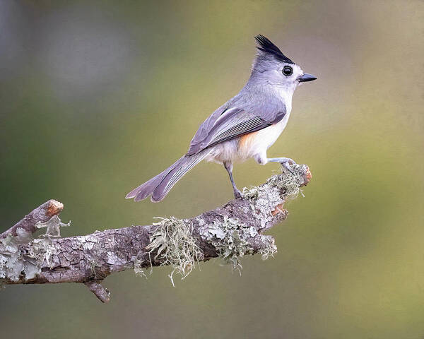 Titmouse Poster featuring the photograph Black-Crested Titmouse by Cheri Freeman