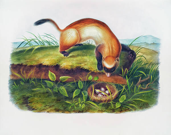 Bird Poster featuring the drawing Black-footed Ferret by John Woodhouse Audubon