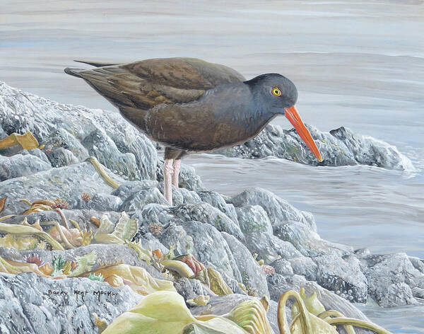 Black Oystercatcher Poster featuring the painting Black Oystercatcher by Barry Kent MacKay