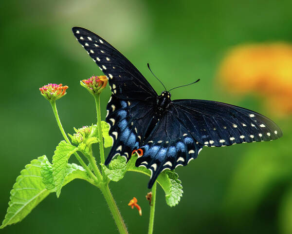 Butterfly Poster featuring the photograph Black Swallowtail by Rachel Morrison