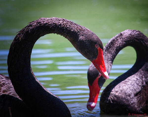 Bird Poster featuring the photograph Black Swans by Rene Vasquez