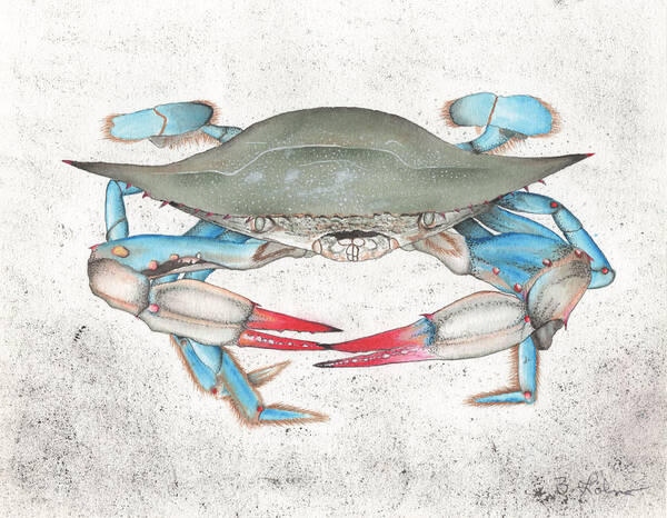 Blue Crab Poster featuring the painting Blue Crab #1 by Bob Labno