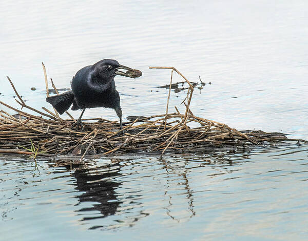 Grackle Poster featuring the photograph Boat-Tailed Grackle by Gordon Ripley
