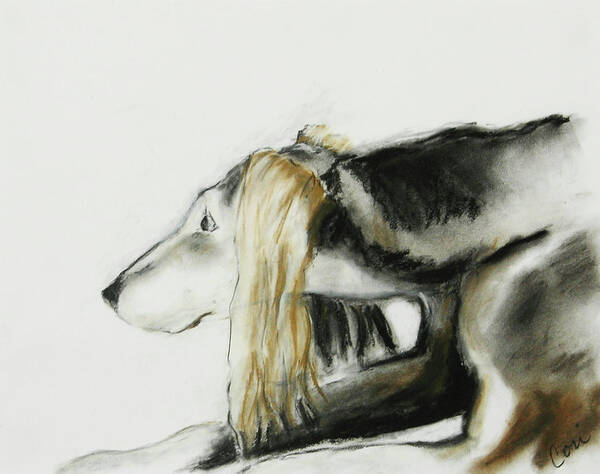 Saluki Poster featuring the drawing Bright With Curiosity by Cori Solomon