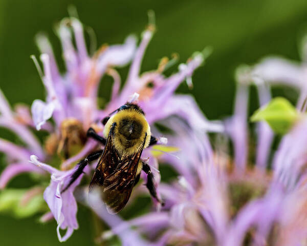 Animals Poster featuring the photograph Bumble Bee on Flowers by Amelia Pearn