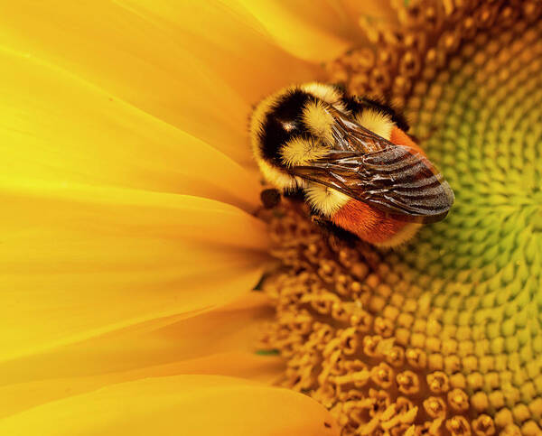 Bumblebee Poster featuring the photograph Bumblebee On Sunflower by Phil And Karen Rispin