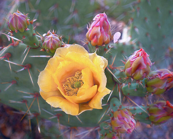 Multicolored Poster featuring the mixed media Buttery Cactus Blossom 14 by Lynda Lehmann