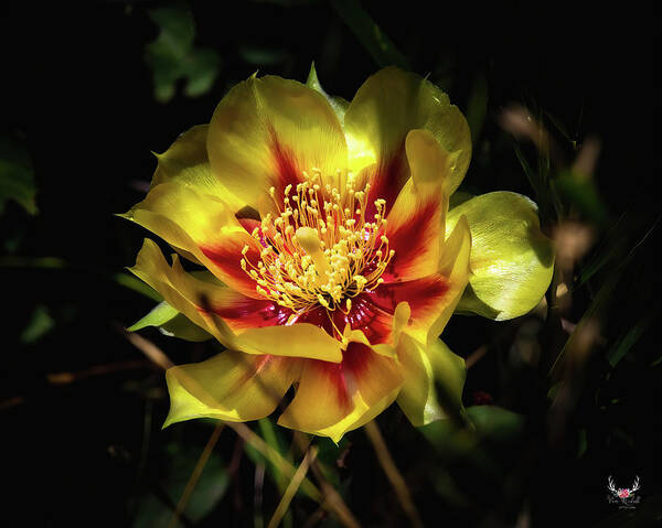 Cactus Poster featuring the photograph Cactus Flower by Pam Rendall