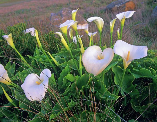 Tim Fitzharris Poster featuring the photograph Calla Lilies by Tim Fitzharris