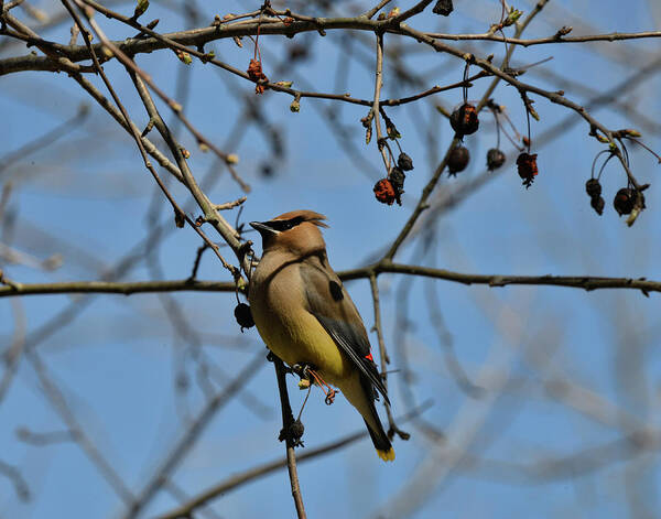  Poster featuring the photograph Cedar Waxwing 2 by David Armstrong