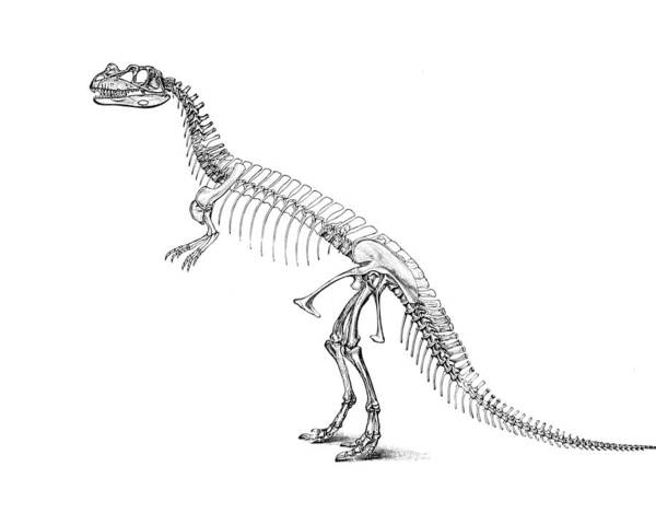 Dino Poster featuring the digital art Ceratosaurus Anatomy by Madame Memento