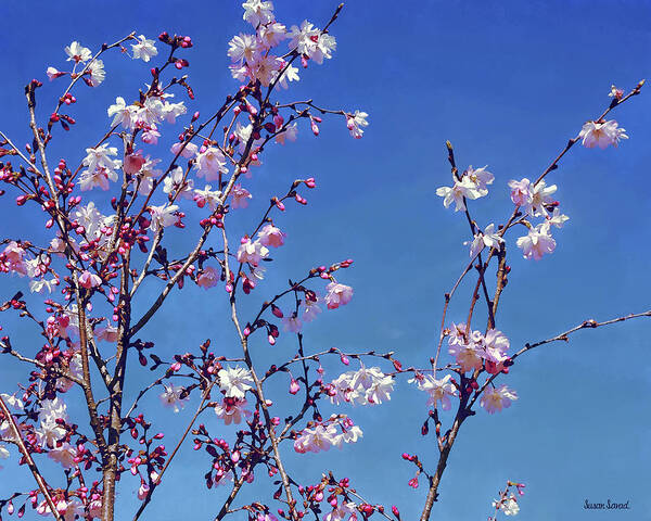 Cherry Blossoms Poster featuring the photograph Cherry Blossom Branches by Susan Savad