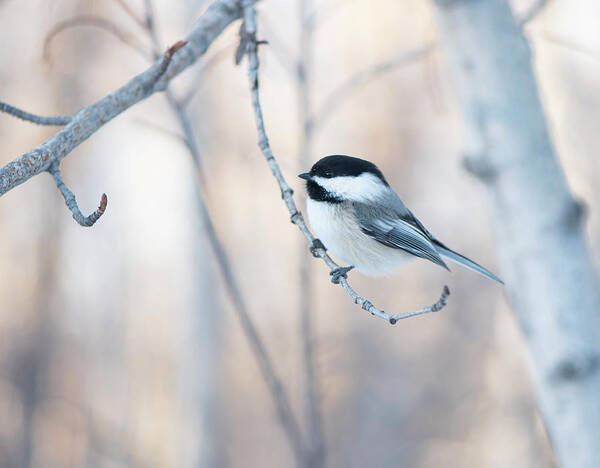Chickadee Poster featuring the photograph Chickadee by Karen Rispin