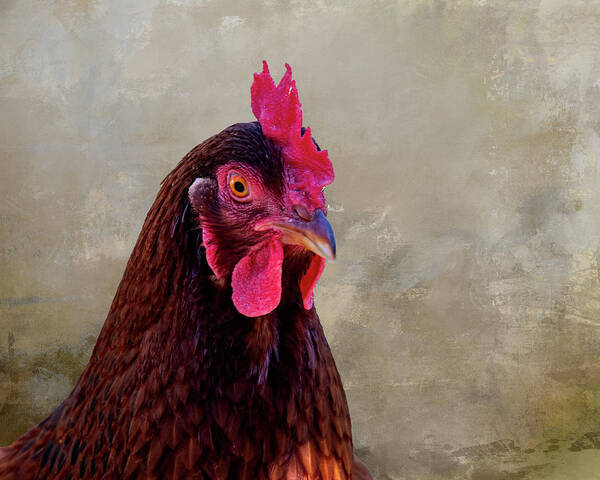 Chicken Poster featuring the photograph Chicken Portrait by Cathy Kovarik