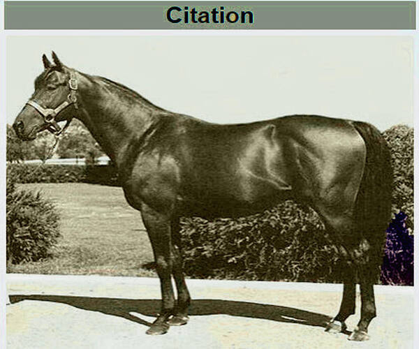 Citation Poster featuring the photograph Citation by Imagery-at- Work