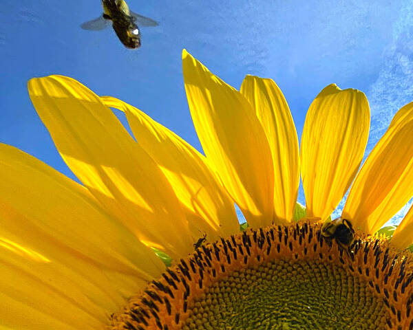 Sunflower Poster featuring the photograph Cleared for Departure by Lee Darnell