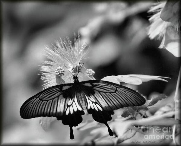 Papilio Polytes Poster featuring the photograph Common Mormon Butterfly in Black and White by Sandra Huston