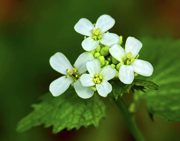 Crinkleroot Wildflower Poster featuring the photograph Crinkleroot wildflower by Carolyn Derstine