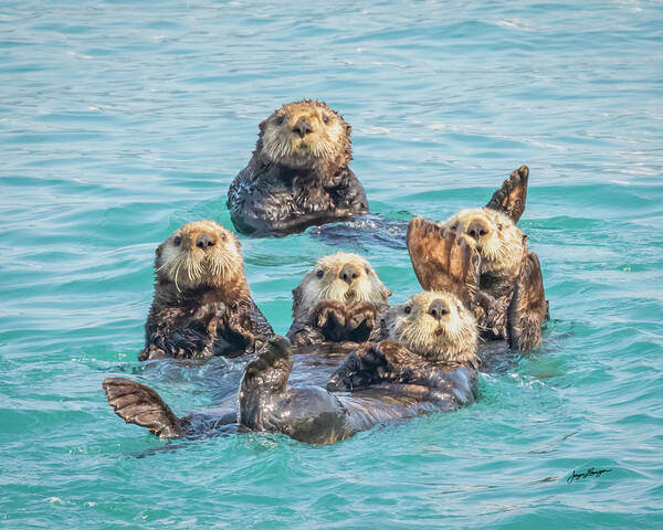 Sea Poster featuring the photograph Curious Sea Otters by Jurgen Lorenzen