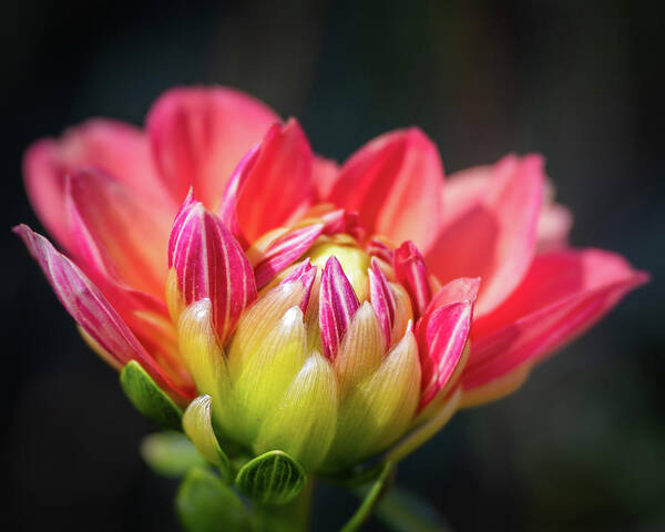 Dahlia Poster featuring the photograph Dahlia Starting To Bloom by Elvira Peretsman