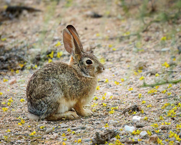 Mark Myhaver Photography Poster featuring the photograph Desert Cottontail 24806 by Mark Myhaver