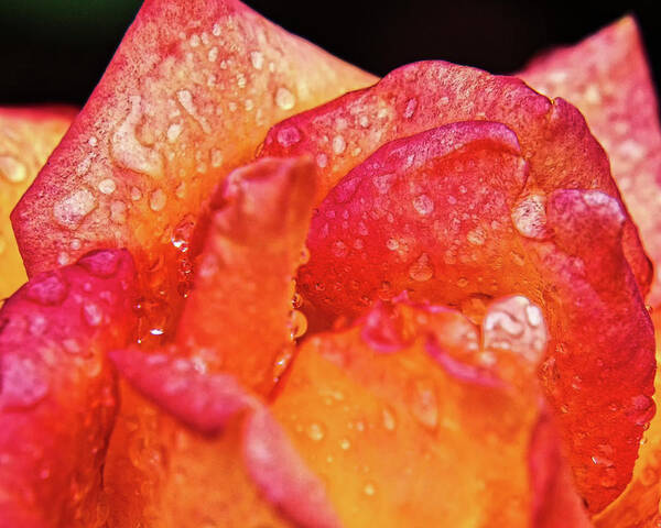 Dew Poster featuring the photograph Dew on the Rose by Scott Olsen