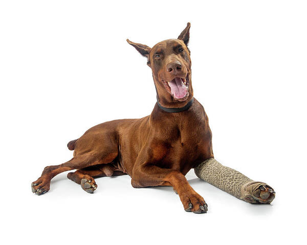 Dog Poster featuring the photograph Doberman Pinscher Dog With Broken Leg by Good Focused