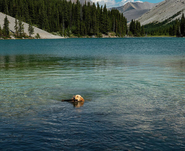 Dog Poster featuring the photograph Dog in Elbow Lake, Alberta by Phil And Karen Rispin