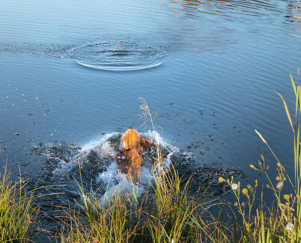 Dog Poster featuring the photograph Dog Splashing Into Water To Fetch by Phil And Karen Rispin