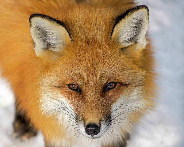 Red Fox Poster featuring the photograph Down Here by Tony Beck