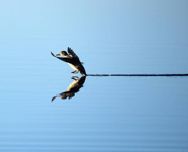 Duck Poster featuring the photograph Duck Smooth Landing 1 by Flinn Hackett