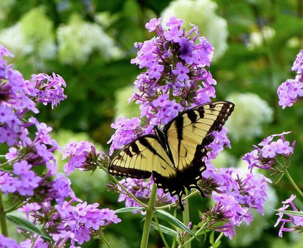 Swallowtail Butterfly Poster featuring the photograph Eastern Tiger Swallowtail and phlox by Lynn Hunt