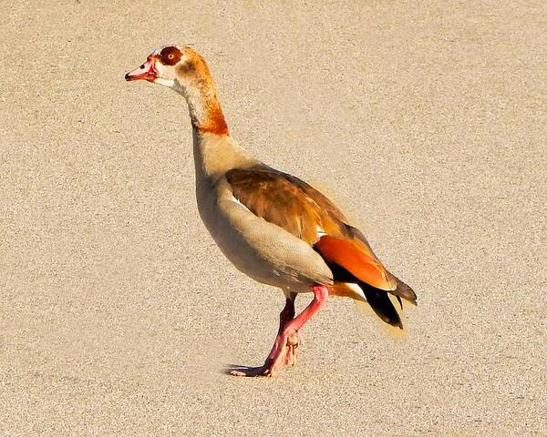 Bird Poster featuring the photograph Egyptian Goose Live by Andrew Lawrence