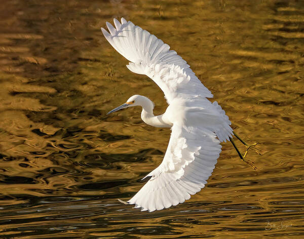 Snowy Egret Poster featuring the photograph Elegance by Beth Sargent