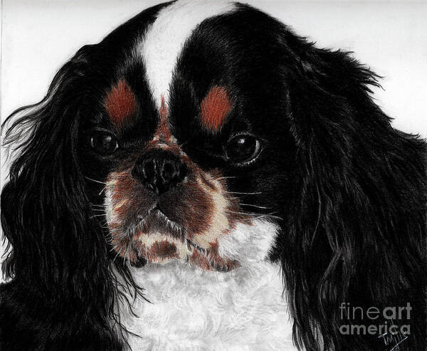 English Toy Spaniel Poster featuring the drawing English Toy Spaniel by Terri Mills