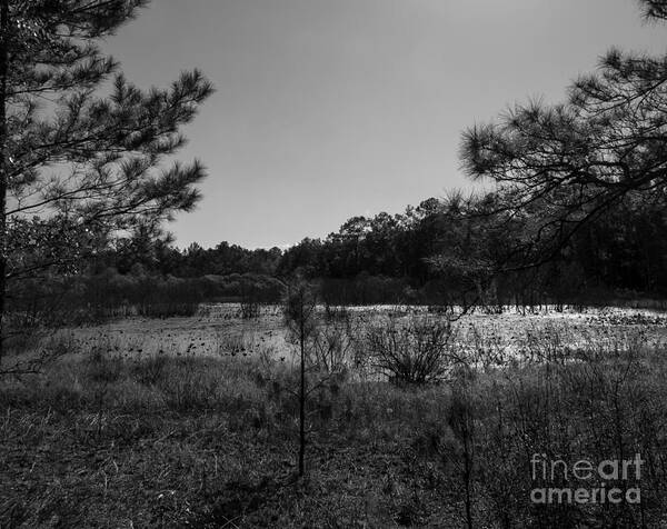 Wetland Poster featuring the photograph Ephemeral Pond in Black and White by L Bosco