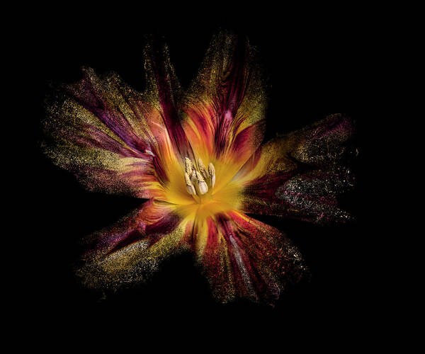 Flower Poster featuring the photograph Exploding Tulip by Lori Hutchison