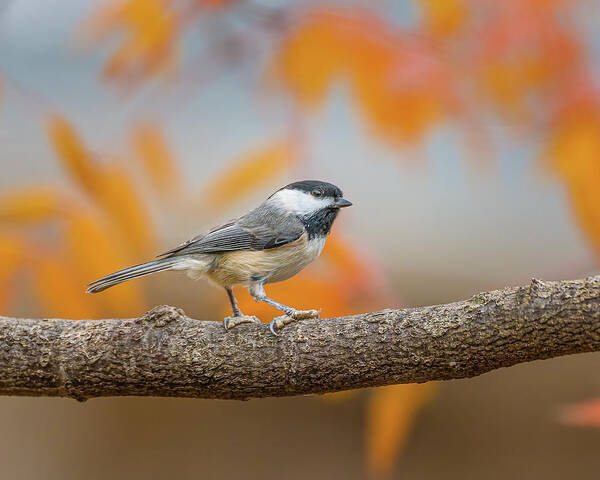 Chickadee Poster featuring the photograph Fall Chickadee by David Downs