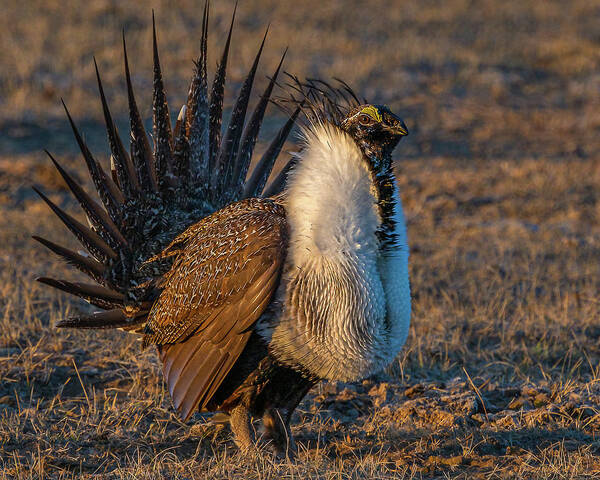 Sage Grouse Poster featuring the photograph Feels Like Dancing by Yeates Photography