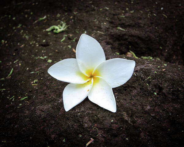 Flower Poster featuring the photograph Flower on Lava Rock by Craig A Walker