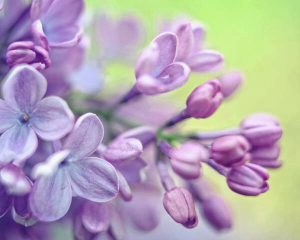 Lilac Flowers Poster featuring the photograph Flowerful by Lupen Grainne