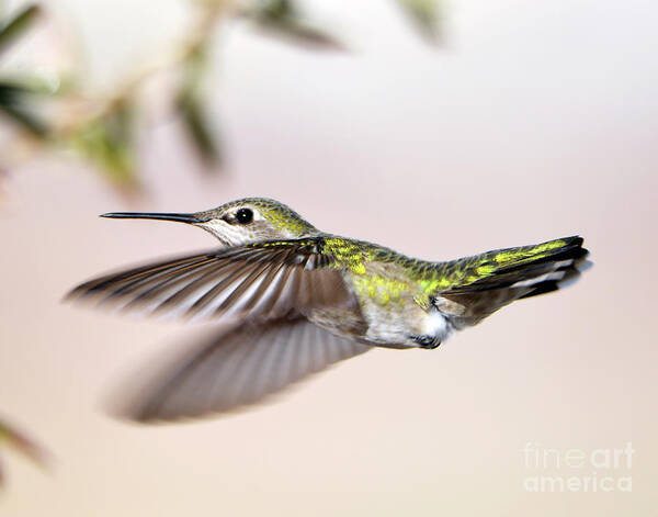 Denise Bruchman Photography Poster featuring the photograph Flying Anna's Hummingbird by Denise Bruchman