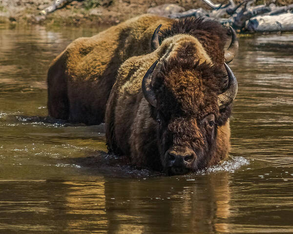 Bison Poster featuring the photograph Fording The Madison River by Yeates Photography