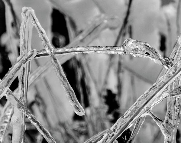 Textured Poster featuring the photograph Frozen Grass Black and White by Pelo Blanco Photo