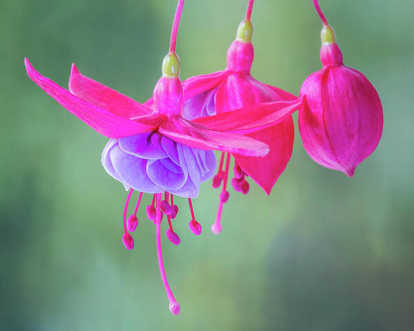 Fuchsia Poster featuring the photograph Fuchsia Flower Study #3 by Patti Deters